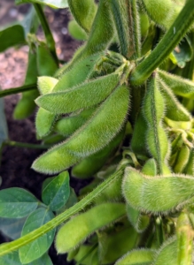 The edamame is also growing abundantly. If you’re not familiar, edamame is the same soybean that makes tofu. Eaten as beans, they taste a bit like peas and are buttery with a hint of sweetness and nuttiness.