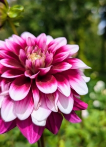 The majority of dahlia species do not produce scented flowers, but they are brightly colored to attract pollinating insects. Bees, butterflies, and hummingbirds are all attracted to dahlias.