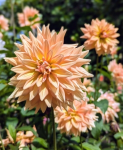 This time of year, one can always find lots of colorful dahlia blooms behind my vegetable greenhouse. Dahlias come in shades of orange, pink, red, yellow, white, shades of purple, and various combinations of these colors – every color but true blue.