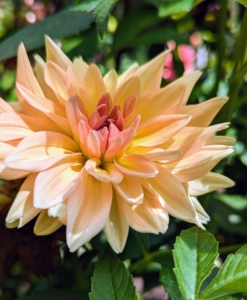 And I always say, if you eat, so should your plants. Dahlias do well with a monthly low-nitrogen, slow-release fertilizer.