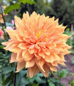 After Dahlias were discovered, they were brought back from Mexico to the Royal Botanic Gardens of Madrid in 1789.