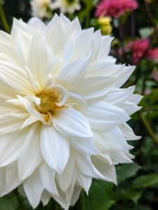 Blooms range from dainty daisy-like flowers to the popular double varieties which can be two-inch-pompons to 12-inch dinner plate size.