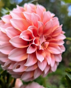 Dahlias are octoploids. This means they have eight sets of chromosomes, whereas humans and most flowers only have two. The range of hybridization possibilities in dahlias is countless.