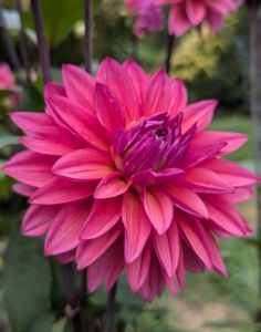 Dahlia is a genus of tuberous plants that are members of the Asteraceae family and are related to the sunflower, daisy, chrysanthemum, and zinnia. I've been growing dahlias for years.