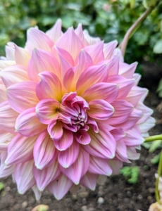 Dahlias were also loved by royalty. Both Queen Victoria and Marie Antoinette both loved these flowers.