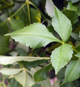 The plant's leaves grow opposite each other and are simple to pinnately compound with segments that are somewhat oblong in shape. They may be green, reddish-purple, or purple-black depending on the variety.