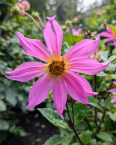 Dahlias need at least six hours of sunlight a day and deep watering once or twice a week in the peak of summer if there isn't enough rain.