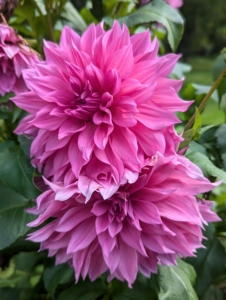 Dahlias are native to Central America and were first recorded in Mexico in 1615. They are the national flower of Mexico and are also the official flower of Seattle and San Francisco.