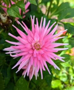 This cactus variety is called ‘Park Princess’ with tightly rolled vibrant pink petals. It is a prolific re-bloomer and an excellent cut flower.