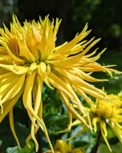 Because many dahlias have large, heavy blooms and grow on tall stems, it is important to stake them as they develop. My garden is behind a greenhouse, which provides extra protection from strong winds.