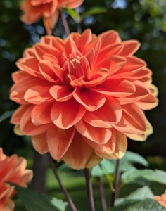 Cut dahlias in the morning while it's still cool, or in the evening after the heat of the day has passed. Another tip: use an upside down milk crate to transport cut blooms. Insert the flowers through the crate's holes to support the heads and protect the stems underneath.