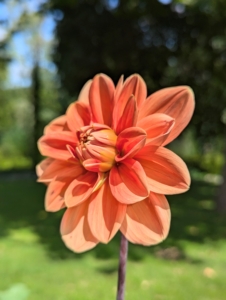 Dahlias prefer moist, fertile, well-drained soil. I also add a two inch layer of mulch to help retain moisture, regulate soil temperature, and reduce the amount of weeds.