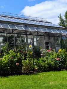 Healthy, well-fed, and watered dahlias will provide abundant blooms... if lucky, maybe even until Halloween.