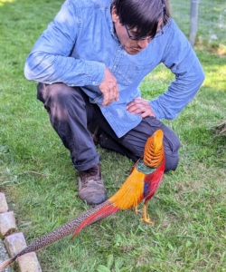 Cesar oversees all the care of my birds - the chickens, peafowl, geese, and pheasants. The birds respond well to him. Here he is talking to one of my male Golden Pheasants.