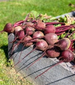 Beets are usually ready to harvest 50 to 70 days after planting, when they are about the size of a golf ball.