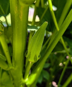 I love okra, but for some, okra is too slimy when cooked. Okra is very healthy, however – it’s high in fiber, vitamin-C and full of antioxidants, so give it try! Okra or Okro, Abelmoschus esculentus, known in many English-speaking countries as ladies’ fingers or ochro, is a flowering plant in the mallow family.