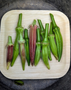 Harvest okra when they are still small, about three-inches long. A common mistake is harvesting the pods when they are six to eight inches long, when most will have a woody taste.