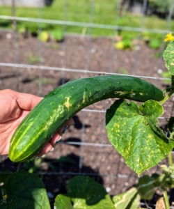 Cucumbers require a long growing season, and most are ready for harvest in 50 to 70 days from planting. The fruits ripen at different times on the vine, but it is important to pick them when they are ready. If they are left on the vine too long, they tend to taste bitter. I prefer small to medium sized cucumbers.