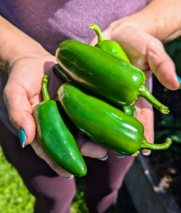 I also got a big bag of hot peppers, but be sure to keep them separated from the sweet peppers, so there is no confusion in the kitchen.