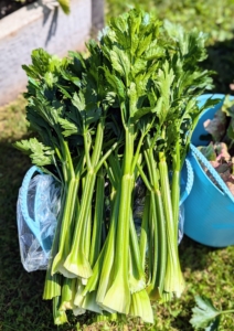 This is some of the best celery I've ever grown - so bold in color. Celery is ready to harvest when the lower stalks are at least six inches long and the upper stalks are at least 18 inches long. And the stalks should still be close together, forming a compact bunch or cone at the bottom.