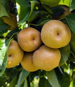 I planted several types of Asian pear, Pyrus pyrifolia, which is native to East Asia. My trees include Hosui, Niitaka, Shinko, and Shinseiko. Asian pears have a high water content and a crisp, grainy texture, which is very different from the European varieties. They are most commonly served raw and peeled. Some of these are ready for picking.