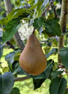 The other pears in this orchard are ‘Bartlett’, ‘Columbia’, ‘D’Amalis’, ‘Ginnybrook’, ‘McLaughlin’, ‘Nova’, ‘Patten’, ‘Seckel’, ‘Stacyville’, and ‘Washington State’. The pear trees, and all the other fruit trees in this orchard are planted in full sun, with good air circulation and well-drained soil.