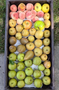 It's great to have fresh, organic, juicy, sweet fruits and nutritious vegetables growing in the garden. What are you harvesting this week?