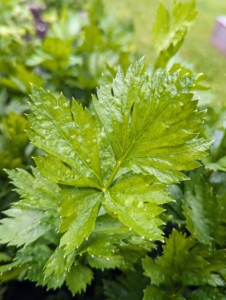 The celery leaves are also edible and have a strong celery taste.