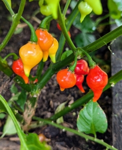 These are pimenta Biquinho peppers - round and little with a distinctive, tapered point or tail that resembles a birds beak. They can be either scarlet-red or sunshine-yellow. They have a mild heat. I try to pickle some every year.