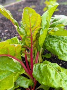 Swiss chard always stands out in the garden, with its rich red, orange, and yellow stalks. These are not ready just yet.