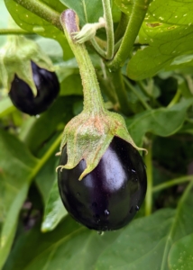 We picked a lot of egg plants last week, but there will be more to harvest again soon. It is good to pick eggplants when they are young and tender. Try to pick a little early, which will encourage the plant to grow more, and will help to extend the growing season.