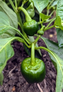 The most common sweet pepper is the bell – usually seen in green, red, and yellow, but they can also be purple, brown, and orange. It's a great pepper season - I've picked a lot this year.