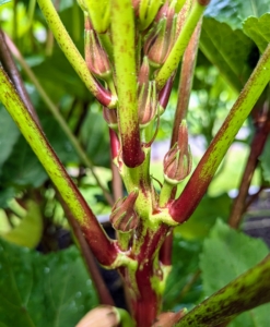 I grow both green and red okra, but there is not much different between the two except for color.