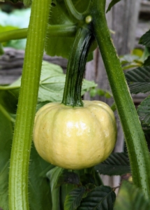 And the pumpkins are growing! What a difference a few days make.