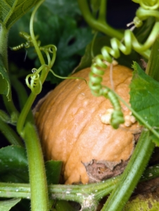 And beneath the vines, look what is also growing - a very large pumpkin, and it's only August! I am looking forward to a great pumpkin season this year.