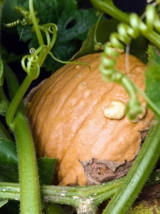 I hope we have an abundance of big, beautiful pumpkins this year. Many will be ready in just a few weeks.