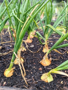 Look at my onions. These will be picked later and then cured in a warm, dry, well-ventilated location for two to three weeks until the onion tops and necks are thoroughly dry and the outer bulb scales begin to rustle. Onions are ready when the long leaves start to flop over and brown. This signals the plants have stopped growing and are beginning to prepare for storage.