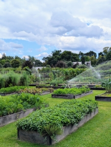 My vegetable garden continues to provide bounties of fresh, nutritious vegetables. And, since we practice succession gardening, we are always able to pick something.