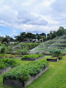 Here at the farm today, temperatures are expected to be in the high 80s and even warmer tomorrow with no rain in the immediate forecast. We're doing a lot of watering with our Gilmour Adjustable Circular Tripod Sprinklers to keep all the gardens adequately hydrated. I’ve been using Gilmour hoses and sprinklers for years - they're dependable, durable, and easy to use.