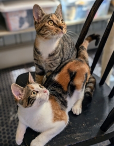 Here they are - sisters Cinco, the calico, and Mayo, the tabby. These two have quickly become very popular here at my farm.