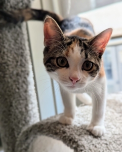 These two are Scottish Fold mixes. Their purebred mom had them shortly after she was rescued herself. The breed is known for having a sweet and loving nature with a short, dense coat.