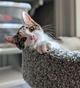 When bringing any kitten home, it's important to provide it with a safe space that includes a litter box, food, water, toys, and a scratching post.