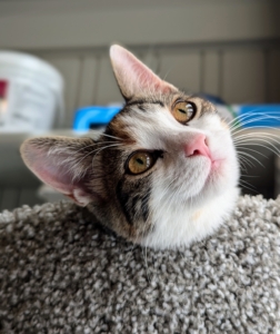 Here is Mayo looking up from the platform on her cat tree. The two are extremely playful.