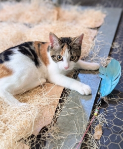 My stable manager, Helen Peparo, and the rest of my crew, spend time with the kittens every day introducing new smells and objects as often as possible.