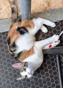 Cinco is a calico, meaning she has a tri-color coat. The calico cat is commonly 25 to 75-percent white with large orange and black patches. And, calicos are almost exclusively female.