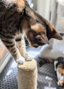 Here's Mayo using the small top of a scratching post to get off a shelf. Cats are naturally athletic and have many characteristics that contribute to their agility, speed, and impressive jumping ability.