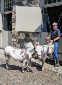 Juan is keeping all my horses and donkeys cool on this hot day. Jude "JJ" Junior and Billie just had a refreshing shower after playing in their pasture.