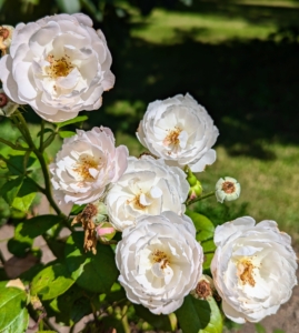 All of these roses came from Danielle Hahn, author of the new book “The Color of Roses,” published by Ten Speed Press.