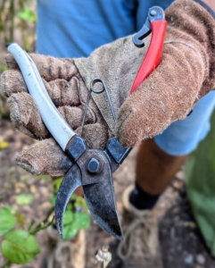 Our summer gardening intern, Matthew Orrego, uses these Okatsune pruners – they are very dependable and long lasting. Everyone on my crew has a pair.