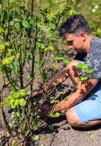 Nearby, gardening intern, Matthew, works on the roses - trimming any dead wood and pruning them for height. Keeping on top of pruning tasks like this improves plant health, prevents disease, and encourages better flowering. I like to do this to all my roses two or three times a year.